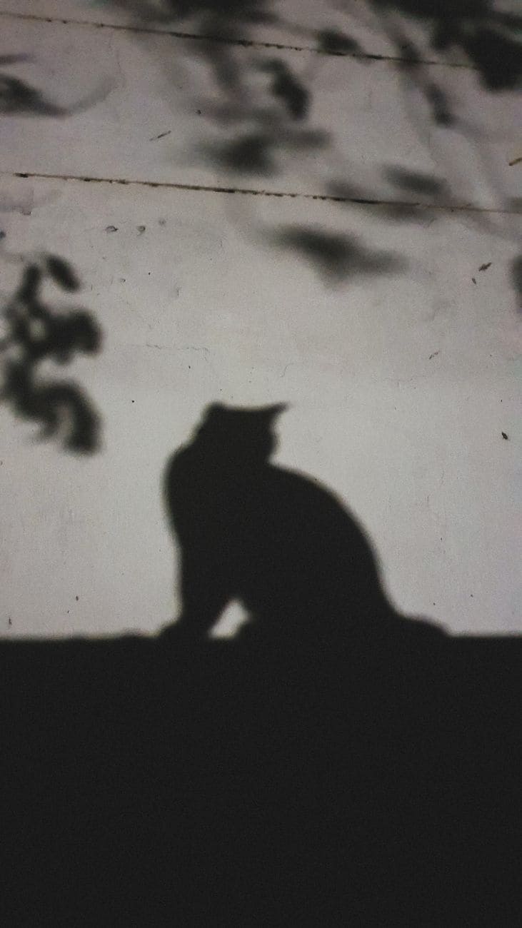 a shadow of a cat on the wall
